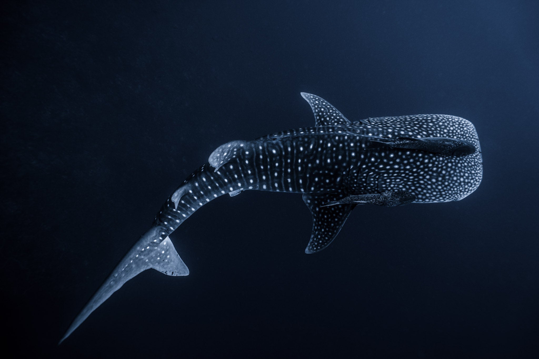 Save Marine Life
