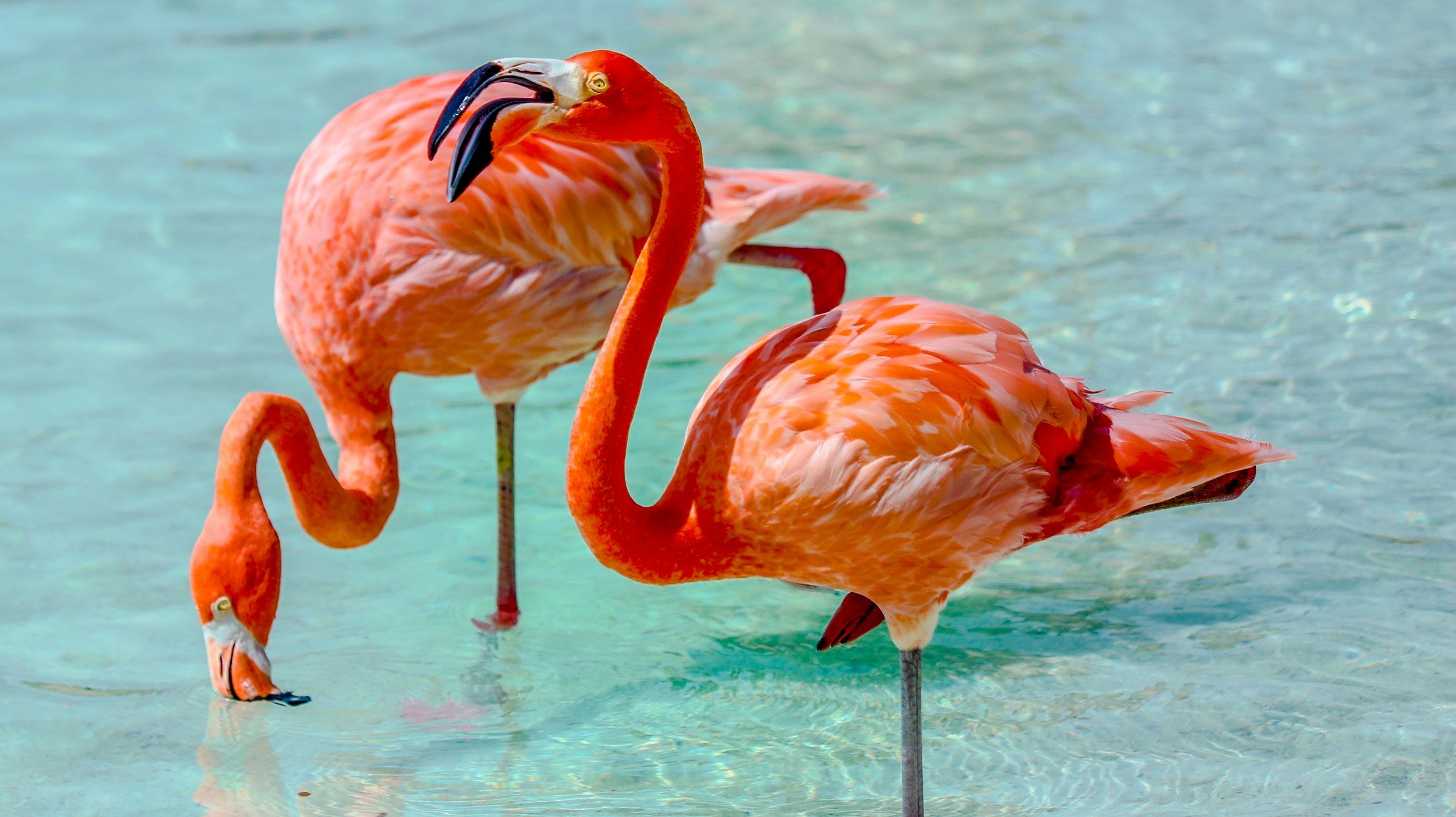 Waarom flamingo’s roze zijn – en wat astaxanthine daarmee te maken heeft