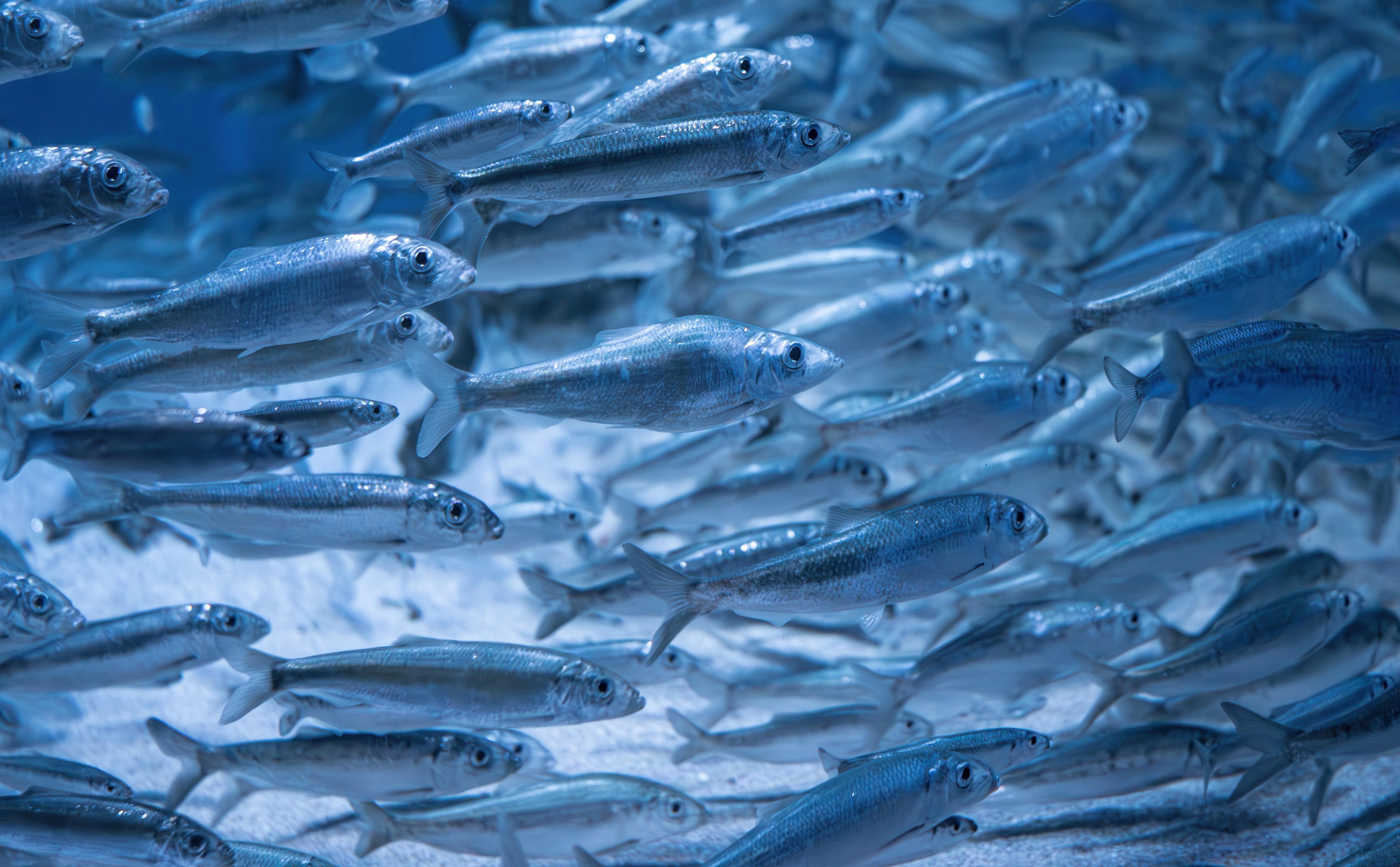 Waarom omega-3 niet uit vis hoeft te komen