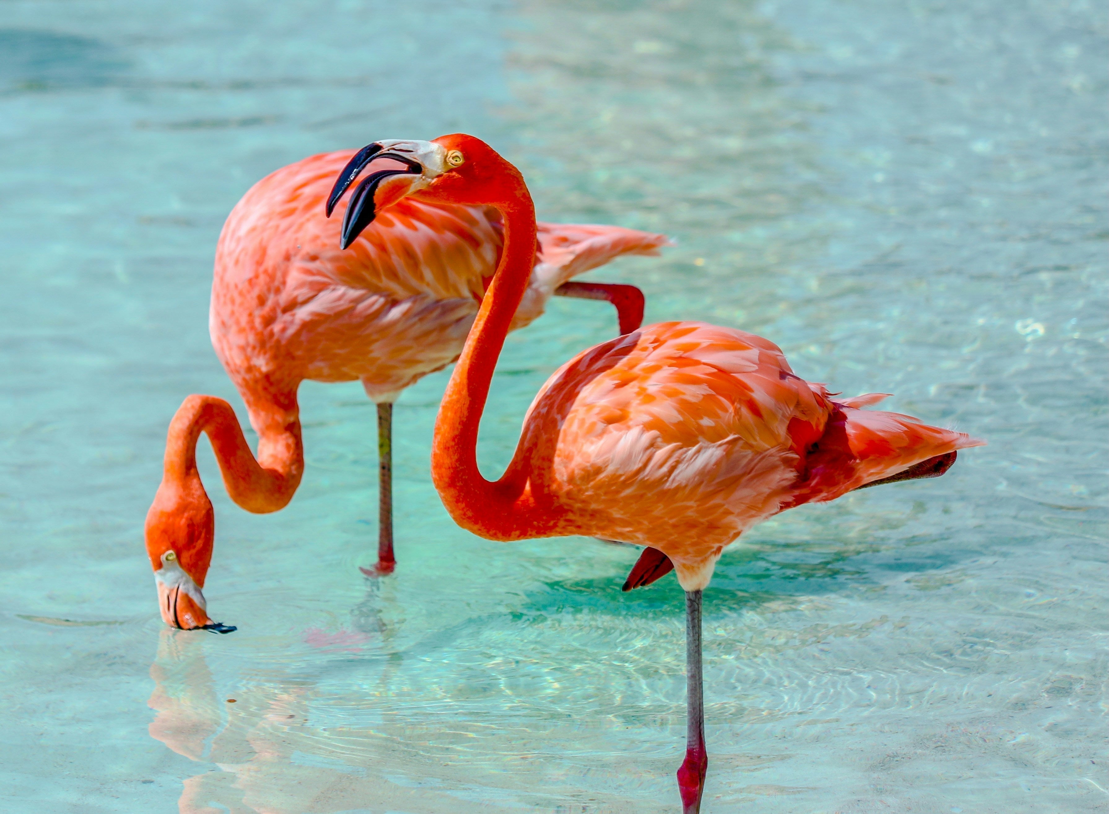 Waarom flamingo’s roze zijn?